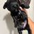 Miniature schnauzer puppies 6 thumbnail