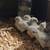 Lavender Orpingtons chicks ready 5/26-30/2026 3 thumbnail
