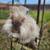 English Angora rabbit 2 thumbnail