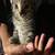 FREE KITTEN 2 thumbnail