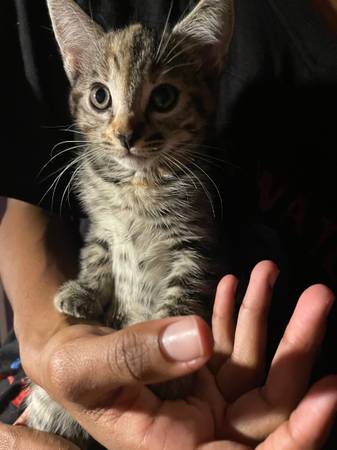 GATITO GRATIS600359407296204801