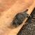 Free cat (found) 2 thumbnail