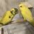 Budgies (Parakeets) 1 thumbnail