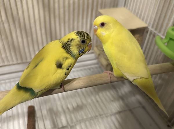 Budgies (Parakeets) 1