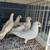 Pigeons 3 thumbnail