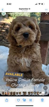 Cockapoo puppy 1