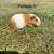 Guinea pigs 6 thumbnail