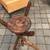 Faux Bamboo, Early 1900's turned wood  plant stand A179 8 thumbnail