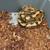 Proven Breeder Spotnose Enchi Dbl Het Clown Lavender Ball Python M 3 thumbnail