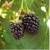 Triple Crown Thornless BlackBerry Plants 1 thumbnail