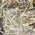 Small Square Oat Straw bales 1 thumbnail
