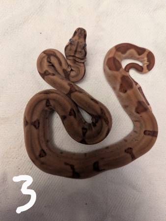 Ball pythons and boas (Russell,)63671573104515120