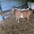 Kiko Goats 1 thumbnail