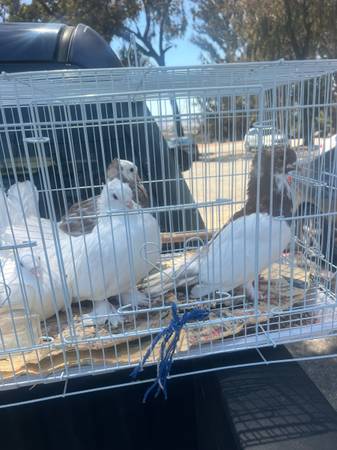 Birds 1