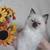 Ragdoll kittens 3 thumbnail