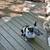 Blue heeler 3 thumbnail