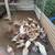 Giant runt pigeons 2 thumbnail