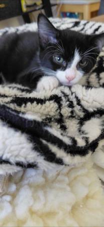 KITTENS...available for adoption. 3 month old sisters (burlingame)595461573496678404