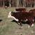 Hereford feeder cattle 6 thumbnail