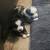 Mini Aussie 12 thumbnail