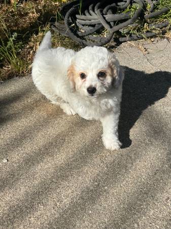 Maltipoo Male $900 (san leandro)63934078983555121