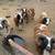 Jacob Sheep 5 thumbnail
