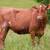 Registered/Halter broke Jerseys, Ayrshire, Guernsey, Brown swiss 1 thumbnail