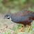 Button Quail Hatching Eggs – Rare & Beautiful Colors 2 thumbnail