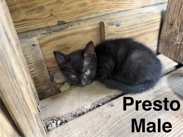 Barn kittens (Accokeek)63795938542467124