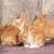 New Zealand & Rex Rabbits 3 thumbnail