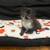 7-8 weeks old kitten 1 thumbnail