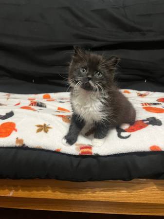 7-8 weeks old kitten 1