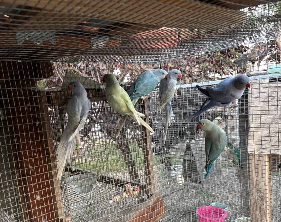 Indian Ringneck (Woodland)63848874339585120