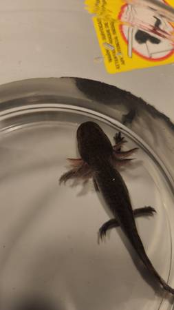 Axolotl (Newport news)63882832065667120