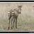 Framed Animal Nature Prints & Greeting Cards 9 thumbnail