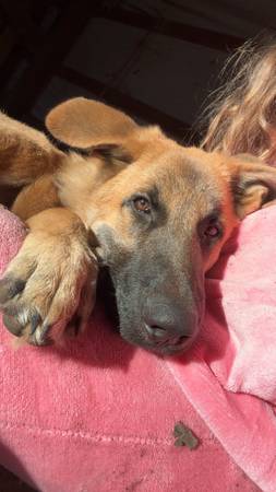 German Shepherd/ great pyreneesemix (Culver)63953678714882121