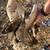 Sebastopol Goslings (Geese Babies) 3 Females each 12 thumbnail
