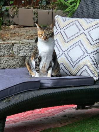 Gato perdido (Everett)63787695901827121