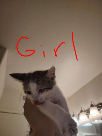 Baby girl kitten (Fresno)