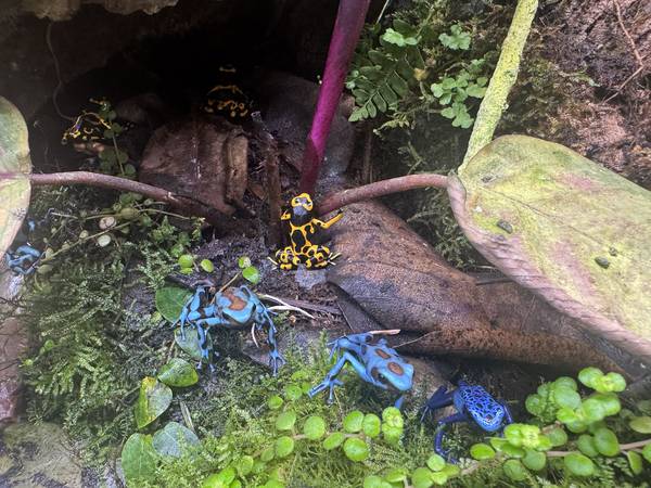 Rehoming dart frogs (vallejo / benicia)63861462565505120