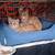 Kittens for Adoption 8 thumbnail
