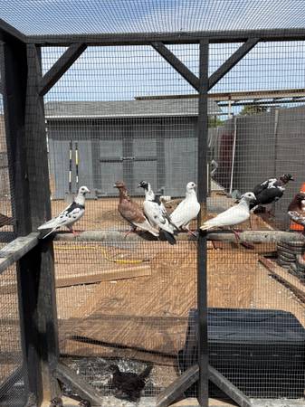Pigeons 1
