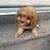 Cavapoo puppy rehoming 5 thumbnail