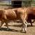 2 beefmasters heifers GENTLE!! 2 thumbnail