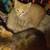 Kittens available 2 thumbnail
