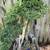 bonsai 15 thumbnail