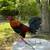 Gamefowl 4 thumbnail