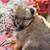 Pomeranian Pumpkins 15 thumbnail