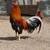 Gallos Gamefowl 7 thumbnail
