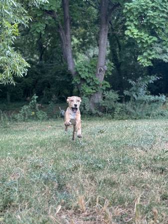 Rehoming pup (Charlotte and surrounding areas)63927795502850121